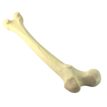 Kaufen Sie ein 12318 Femur, künstliche bohrbare Oberschenkelknochen Skelett